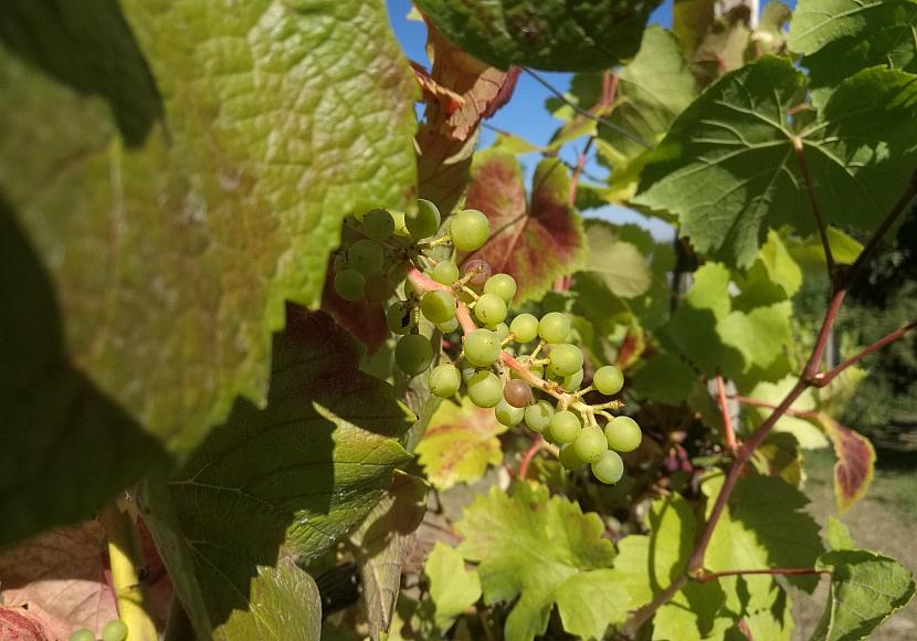 Bauernpräsident warnt: Deutscher Weinbau steckt in tiefster Krise