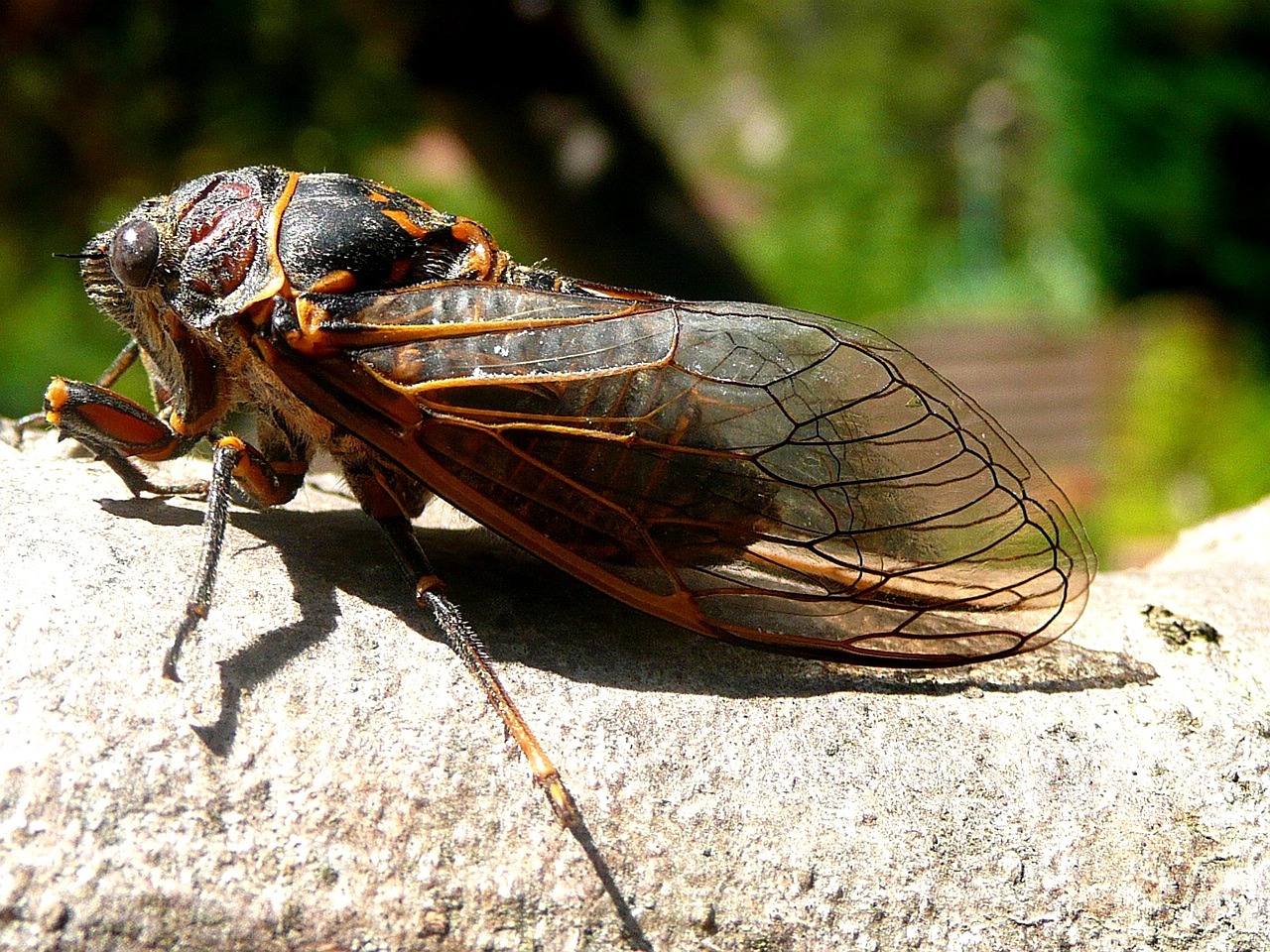 Wie eine biblische Plage: Billionen Insekten bedecken im April den Boden