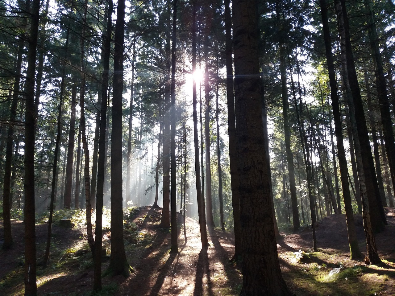 Ernste Gefahr: Erstes Bundesland warnt eindringlich vor Spaziergängen im Wald