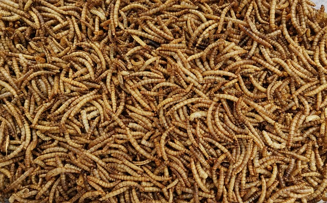 Würmer und Insekten ab sofort in deutschen Backwaren zulässig 