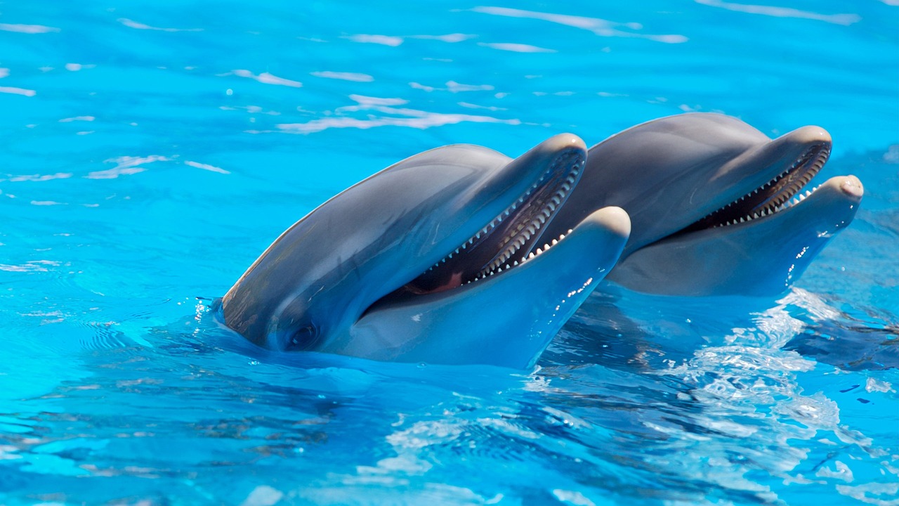Traumurlaub wird zum Horror-Trip: Frau von Delphin schwer verletzt