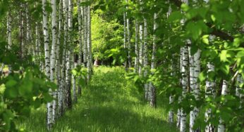 Hessische Polizei steht vor Rätsel: Mysteriöses Verschwinden im Wald