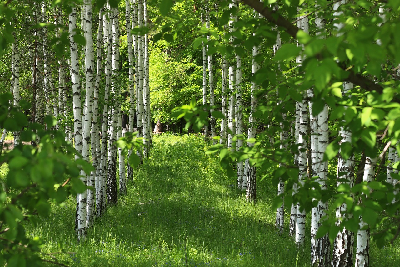 Hessische Polizei steht vor Rätsel: Mysteriöses Verschwinden im Wald
