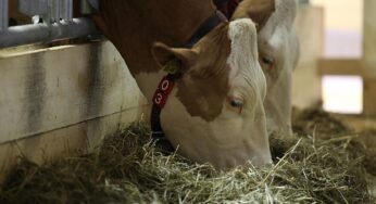 Brandenburg wieder frei von Maul- und Klauenseuche