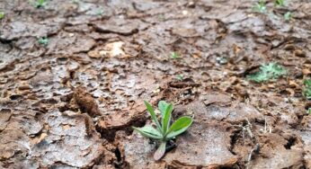 Frühjahr 2025 in Top 3 der trockensten seit Messbeginn