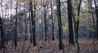 Waldbesitzer und Jäger begrüßen Aufnahme des Wolfs ins Jagdrecht