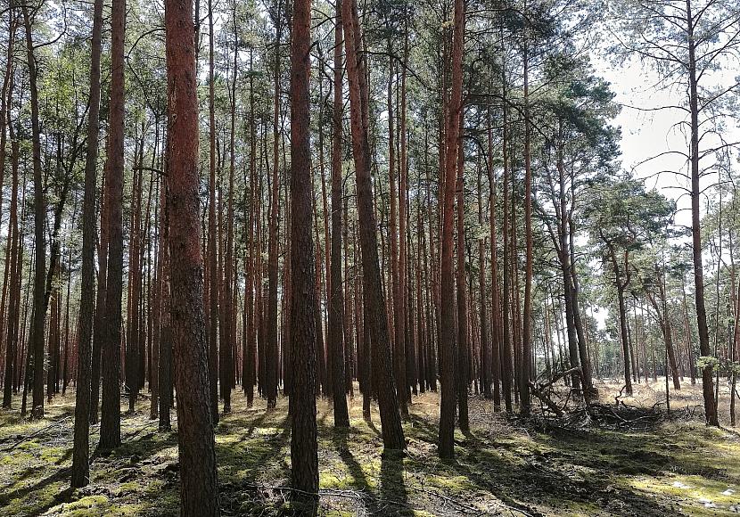 Studie: Waldsterben gefährdet Trinkwasserqualität