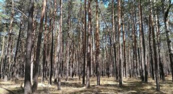 Waldbesitzer warnen vor akut hoher Waldbrandgefahr