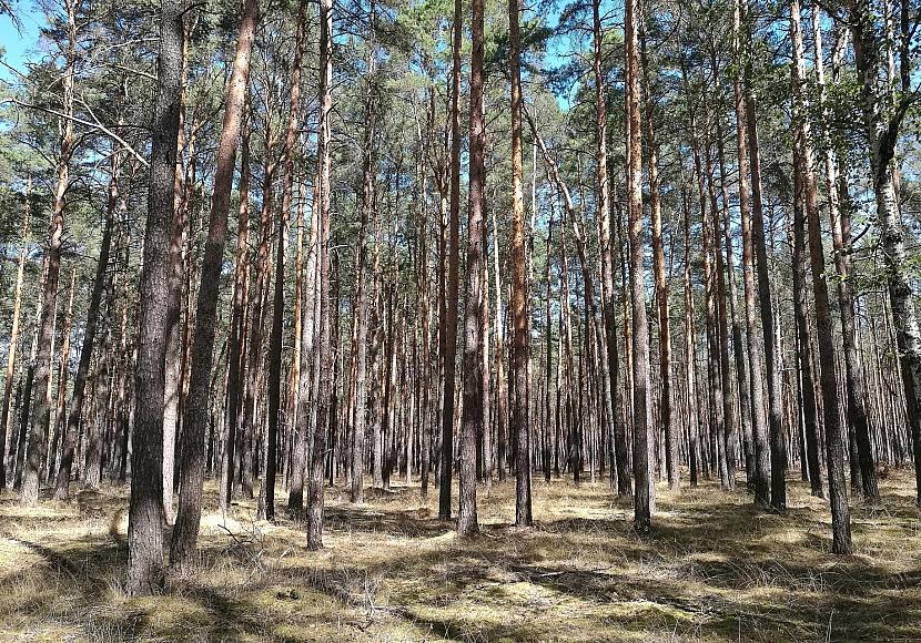 Waldbesitzer warnen vor akut hoher Waldbrandgefahr