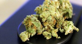 Cannabis-Legalisierung entlastet Ermittler kaum