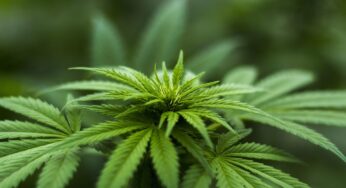 Grünes Licht für Cannabis: Die neuen Regeln, die jeder kennen muss!