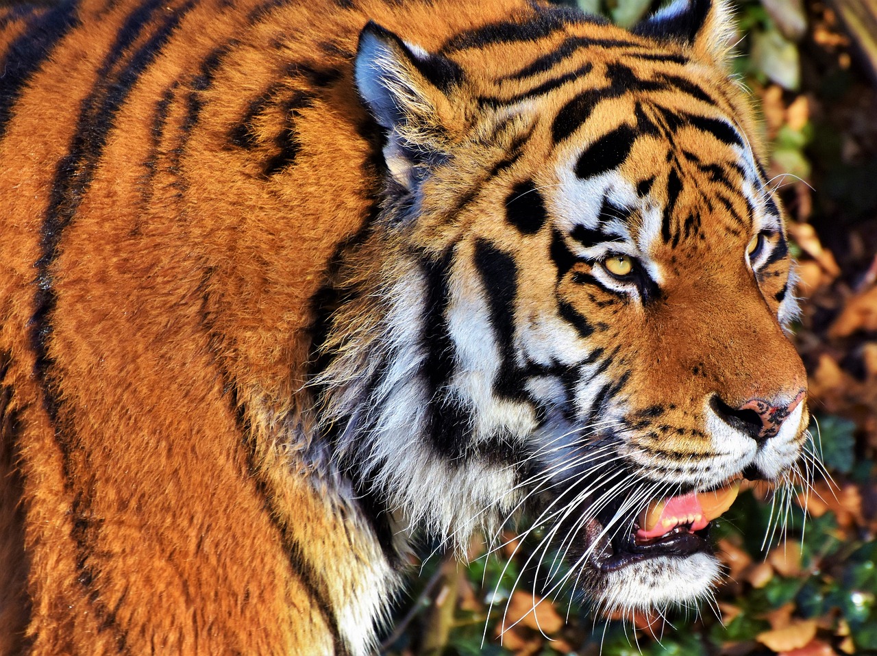 Blutiger Zwischenfall im Zoo: Tiger zerfleischt Mensch