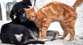 Neue Pflicht für Besitzer von Katzen und Hunden