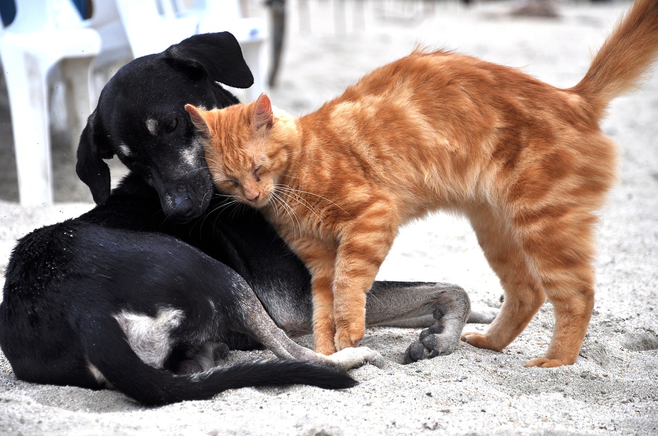 Neue Pflicht für Besitzer von Katzen und Hunden