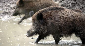 Verdacht auf Afrikanische Schweinepest in NRW
