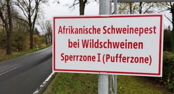 Weitere Schweinepest-Verdachtsfälle in NRW