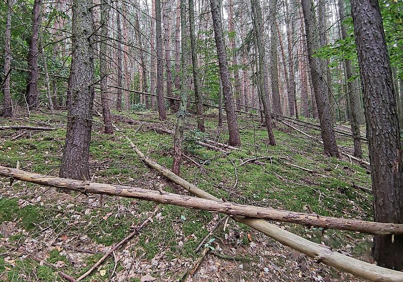 Feuerwehrverband warnt vor steigender Waldbrandgefahr