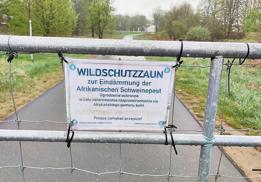 Afrikanische Schweinepest erreicht erstmals Nordrhein-Westfalen