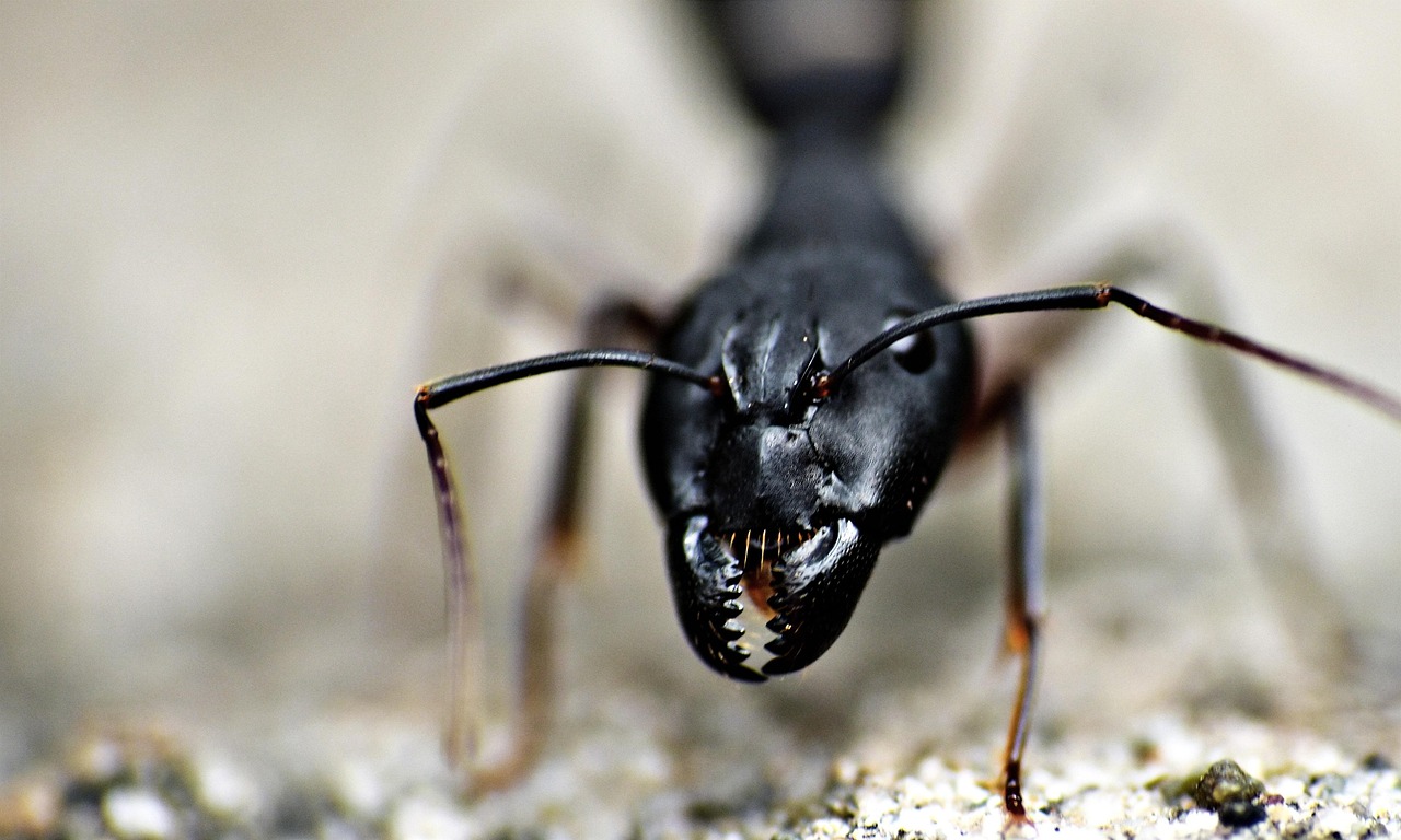 Zerstörerische Insekten-Plage macht sich in Deutschland breit