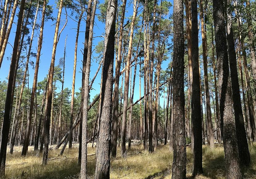 NRW will 5.000 Hektar Wildnisgebiete ausweisen