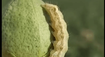 Heimtückische Plage breitet sich in Deutschland aus 