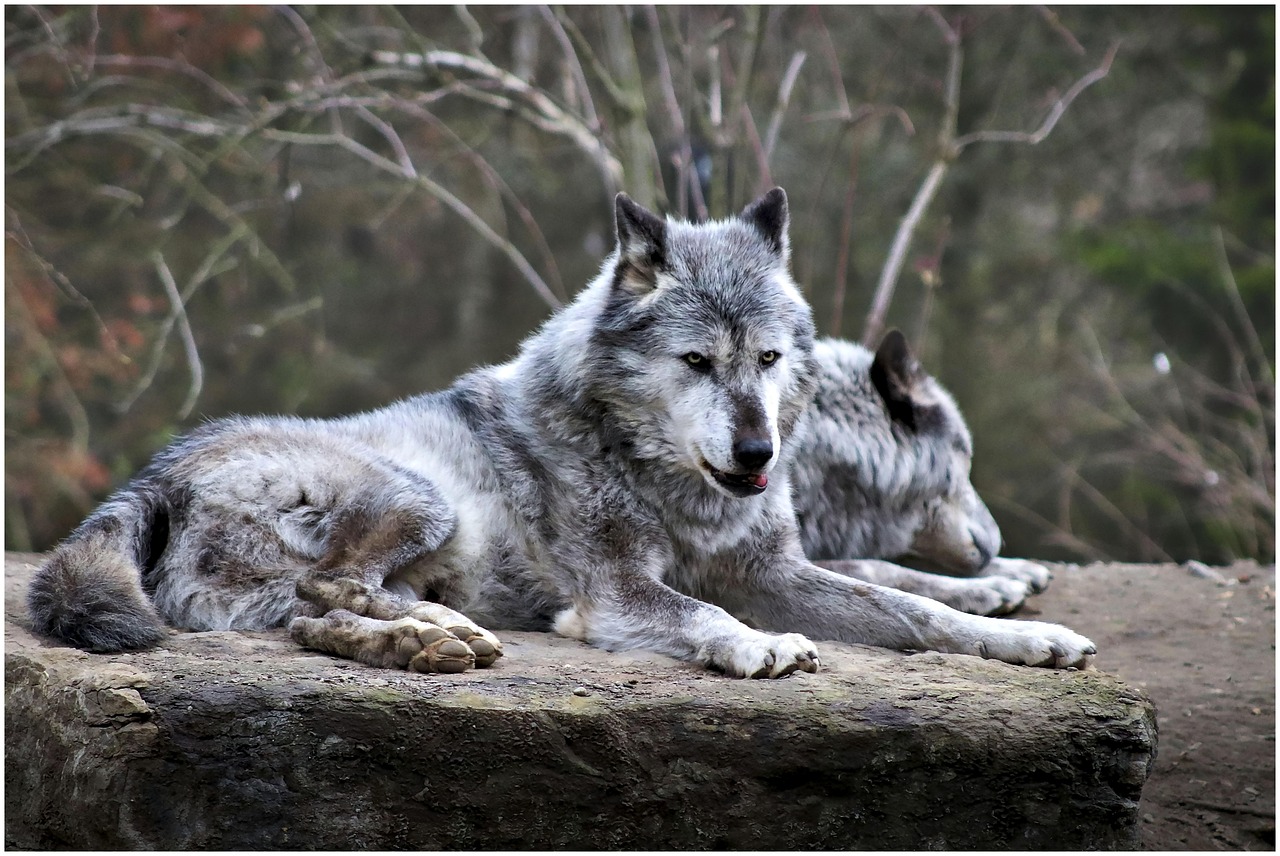Behörden warnen: Wolfsattacke auf spielendes Kind in den Niederlanden