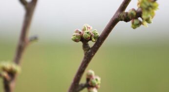 Studie: Pflanzen steuern Mikroorganismen an ihren Wurzeln