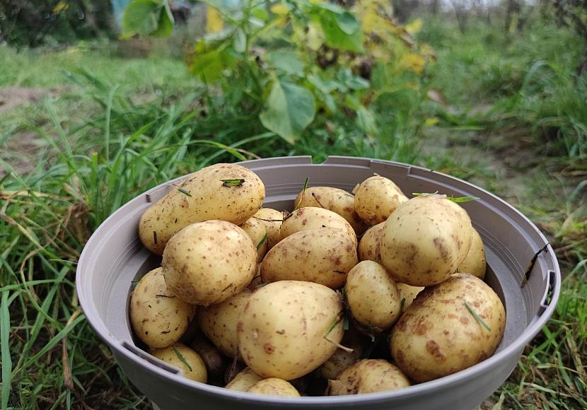 Größte Kartoffelernte seit 25 Jahren erwartet