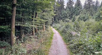 Studie: Artenvielfalt im Wald schützt nicht automatisch vor Dürre