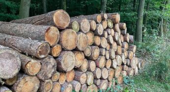 Verband verzeichnet 2025 kaum großflächige Borkenkäfer-Schäden