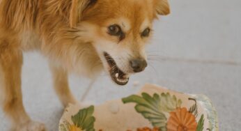 Gefahr für Ihren Hund: Dringender Futter-Rückruf