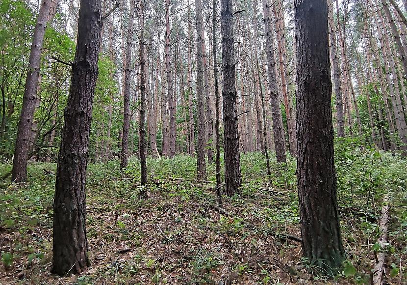 Baumschulfläche sinkt deutlich – rund elf Prozent weniger Betriebe