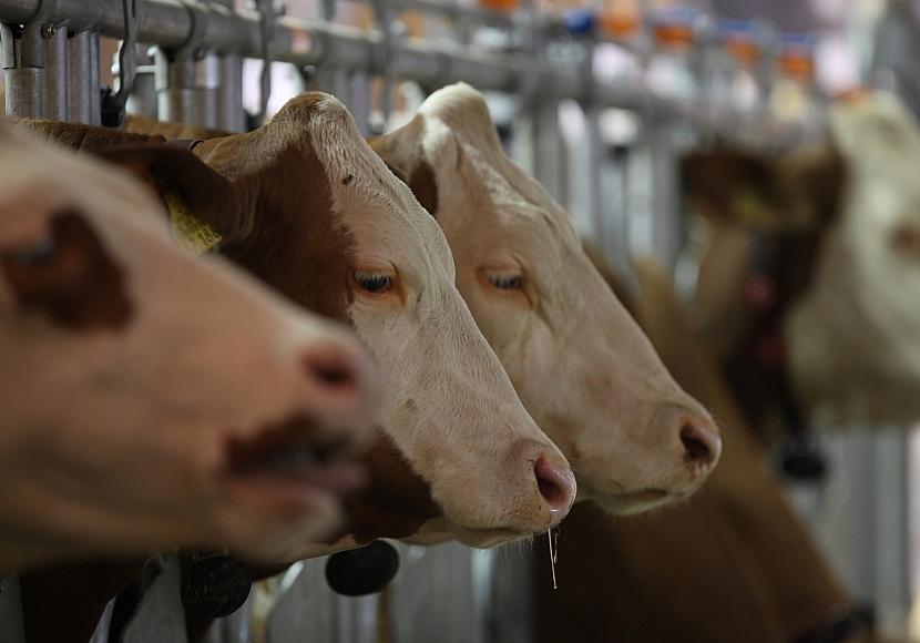 Agrarminister fordert Ernstfall-Übungen auch für Bauernhöfe