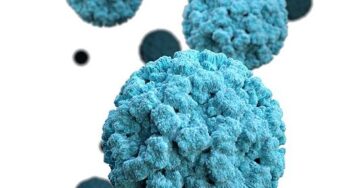 „Gnadenlos“: Hochansteckendes Virus breitet sich in Deutschland aus