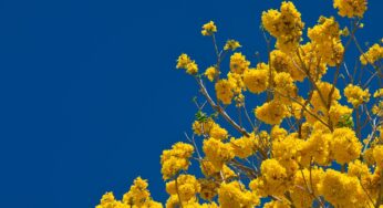 Jetstream bringt Frühlingstemperaturen im Dezember