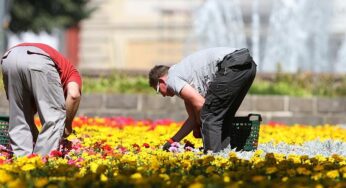 Weniger Torf in Blumenerden und Kultursubstraten