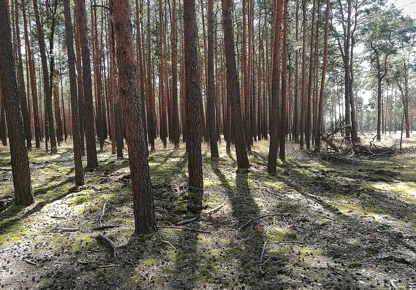 Forscher pochen auf zügige CO2-Entnahme aus der Atmosphäre