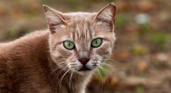 Rainer rät von Haustieren als Weihnachtsgeschenk ab