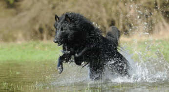 Schäferhunde zerfleischen Spaziergängerin