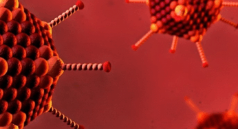 Neues Virus ohne Heilmittel breitet sich aus