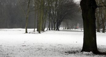 Feuerwehrverband warnt nach Wintereinbruch vor Waldspaziergängen