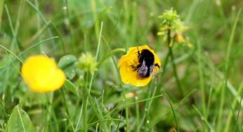 Forscher: Hummeln sind effiziente Entscheider