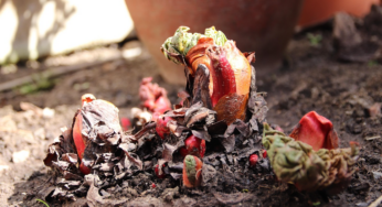 Hohes Bußgeld droht: Das dürfen Sie nicht mehr im Garten haben