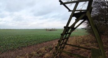 Wolfsangriff: Jagdverband für Auswilderung mit Sender oder Tötung