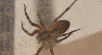 Hochgiftige Spinnen breiten sich in Deutschland aus