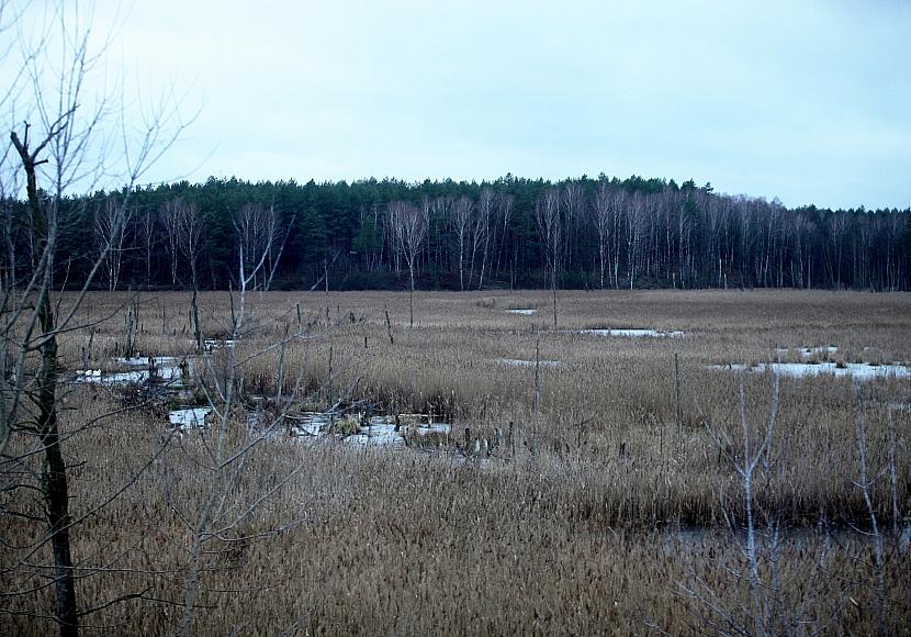 EU genehmigt deutsche Beihilfen für Moorwiedervernässung