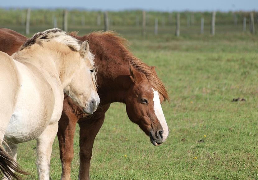 Jay Leno: Verbrennerautos werden Schicksal von Pferden teilen
