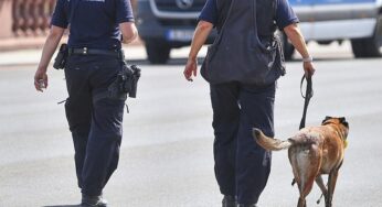 Bundespolizei fehlen Hunderte Sprengstoffhunde