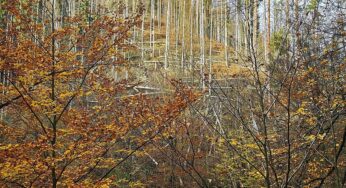 Wolf nach Vorfall in Hamburg ausgewildert