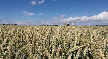 Raiffeisenverband: Hitze verursacht deutlichen Ernteverlust